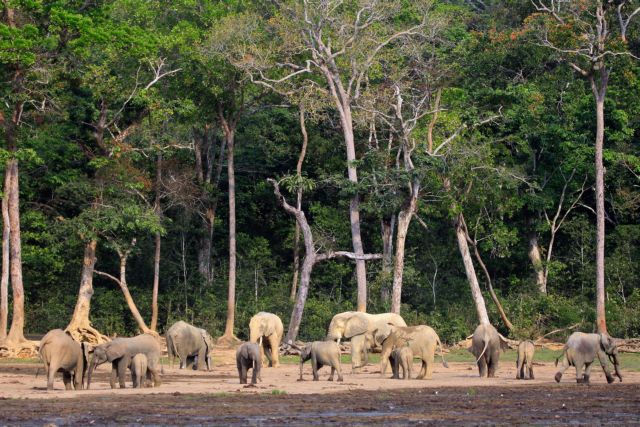 Λαθροθηρία σε «βιομηχανική κλίμακα» εξοντώνει τους ελέφαντες της Αφρικής